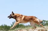 MALINOIS 732